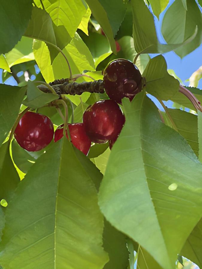 Вилла Gite Les Feuilles De Chene Карпантра Экстерьер фото